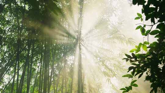 阳光竹林丁达尔光透过竹子竹叶
