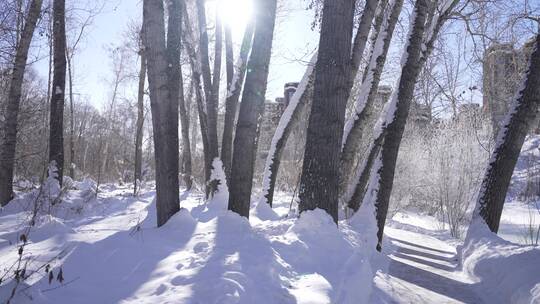 阿勒泰桦林公园雪景