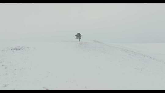 茫茫雪原上一棵松视频素材模板下载