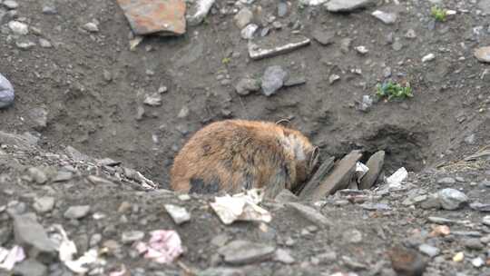 西藏野生动物鼠兔