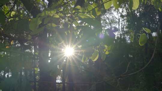 野外阳光穿过树叶的光芒视频素材模板下载