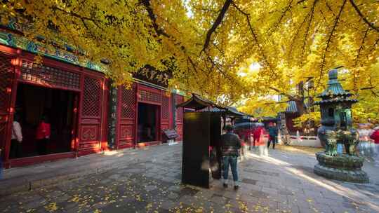 北京怀柔红螺寺秋天银杏