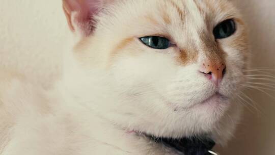 4k蓝眼白猫