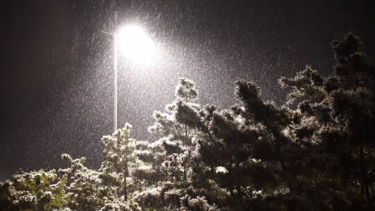 风雪夜路灯下飞扬的雪花与松枝