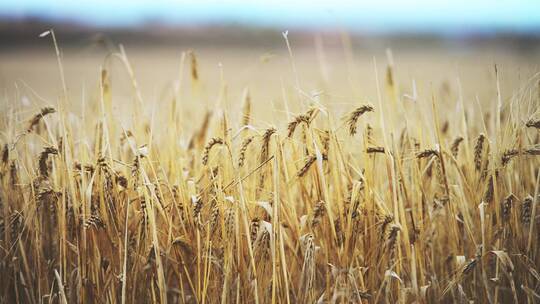 秋天成熟的麦田，丰收的景象视频素材模板下载