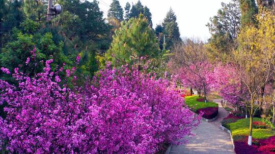 航拍公园里盛开的樱花