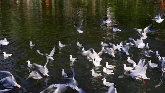 昆明翠湖公园飞翔的海鸥升格慢动作