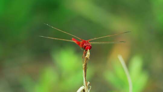大自然红蜻蜓