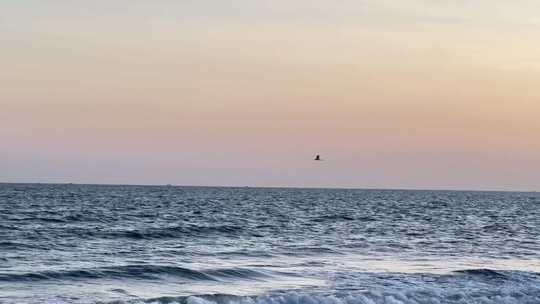 海边氛围感|海上飞鸟