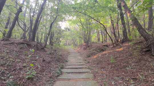 威海高区林海公园林荫小路