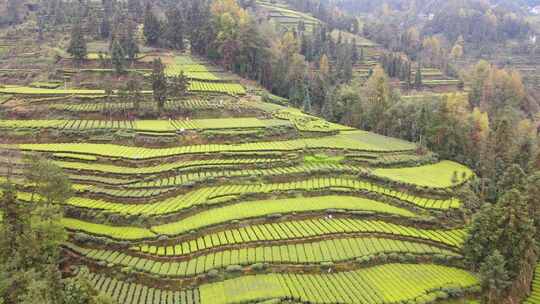 大自然茶园茶叶茶山美景景色航拍