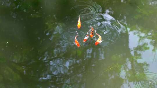 池塘里红鲤鱼锦鲤视频素材模板下载