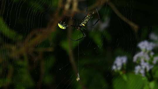 巨型木蜘蛛，NePhila，Kaeng