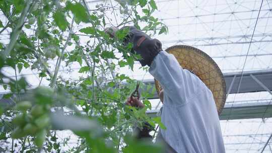 男人在蔬菜大棚干活