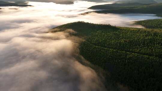 航拍云雾缭绕的阳光绿色松林