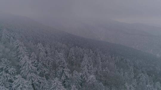 唯美长白山原始森林日出雪景航拍