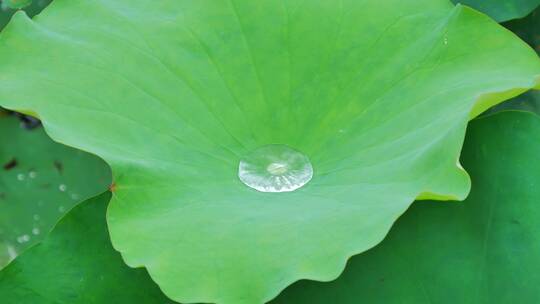 下雨荷叶上的水珠露珠露水