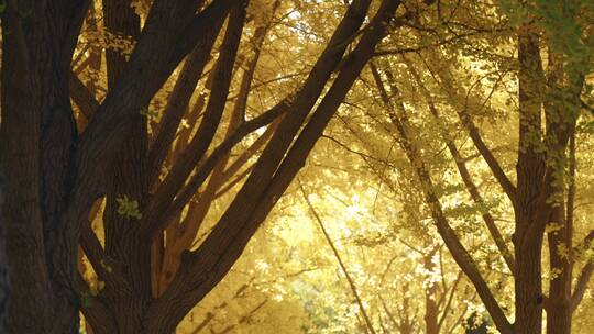秋天阳光下金黄色的银杏树