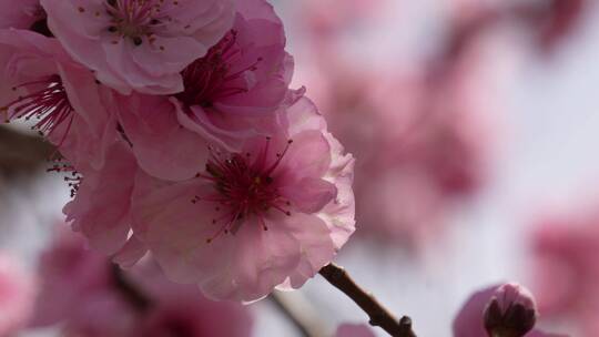 人面桃花鲜花粉嫩鲜花花朵