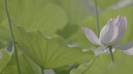 荷花空镜