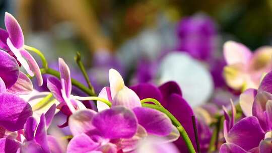 春天盛开紫色兰花特写镜头