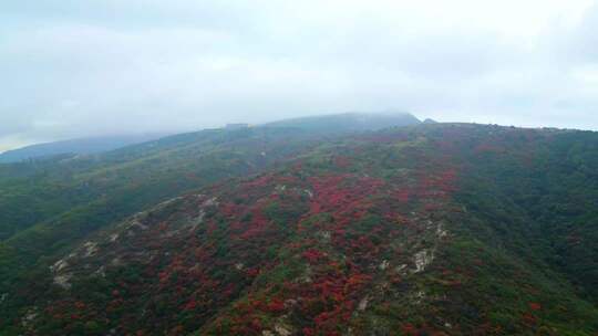 秋天山中的树林红叶4K
