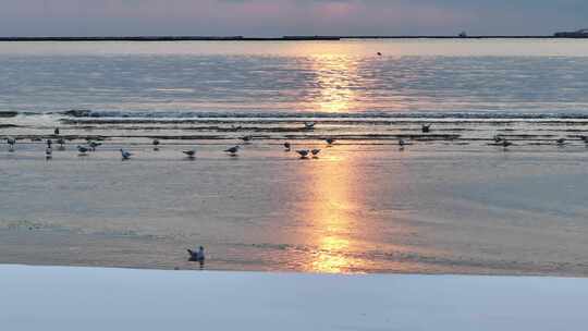 海边夕阳下的海鸥觅食景象