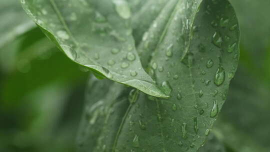 下雨清明谷雨酸雨倾盆大雨蒙蒙细雨