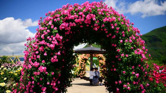 月季玫瑰花园公园花朵春天景色自然风景