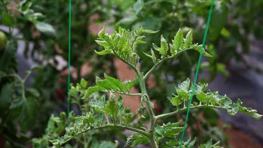 西红柿 番茄 蔬菜大棚 蔬菜 农民干活