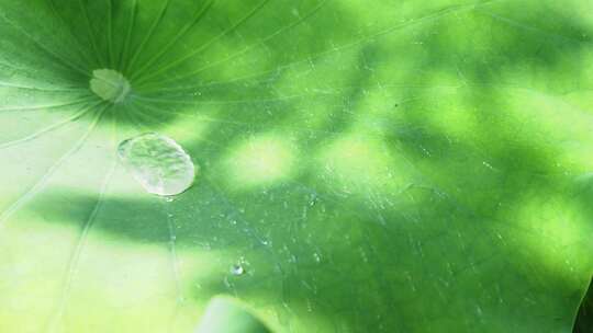 唯美下雨天荷花荷叶雨滴慢动作中国风意境