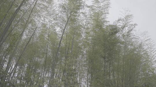 阳光透过竹林，风吹竹林