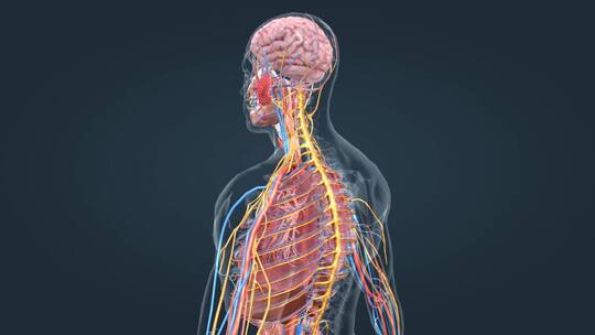 人体 器官 呼吸 支气管 大脑 肺部动画视频素材模板下载