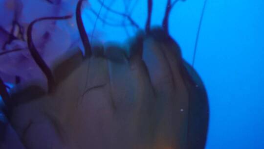 【镜头合集】触手须子太平洋海刺水母