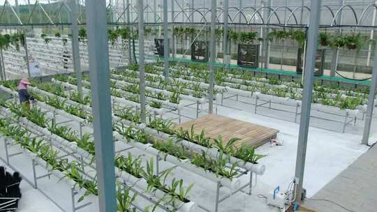 温室大棚内蔬菜种植场景