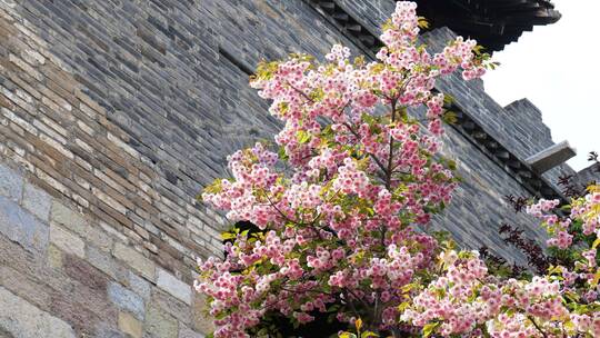 城墙下的樱花盛开春季春意盎然