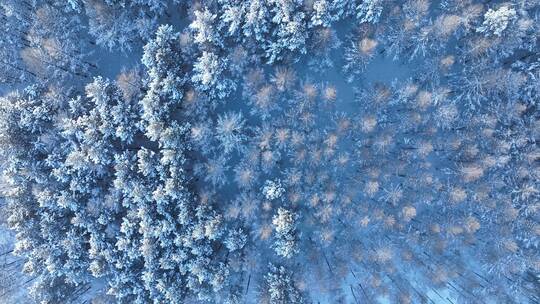 航拍雪花飘落雾凇森林下雪视频素材模板下载
