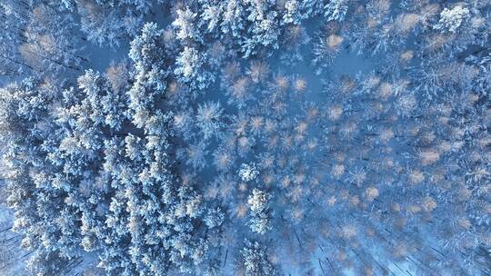 航拍雪花飘落雾凇森林下雪