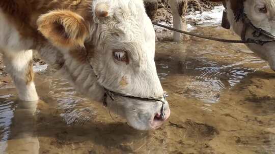 动物黄牛喝水畜牧业养殖业