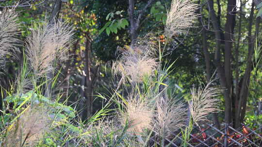 芦苇 狗尾巴草 芦花 阳光 空镜 实拍