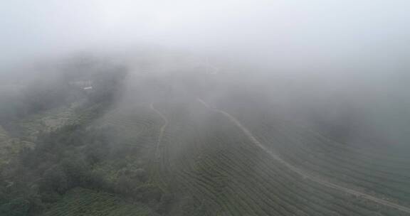 茶园 茶叶 茶 茶山 茶文化