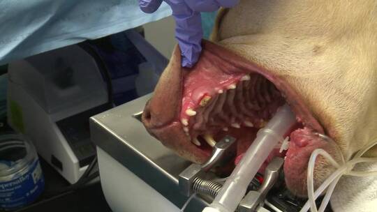 狗在接受断牙手术