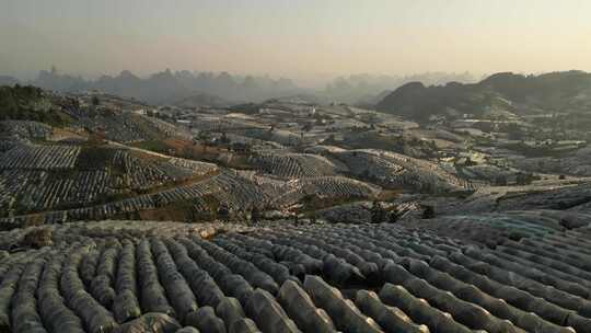 广西金桔种植基地