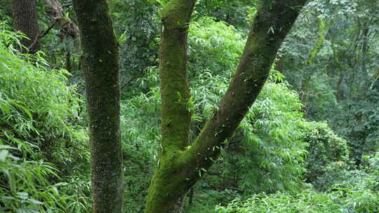 深山老林森林深处