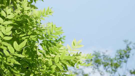 夏日唯美逆光绿色植物