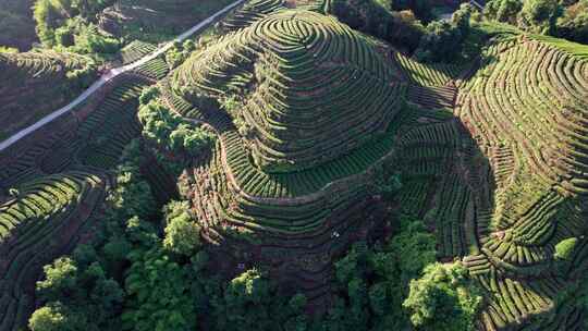 四川雅安市名山区大地指纹茶园茶山白昼航拍