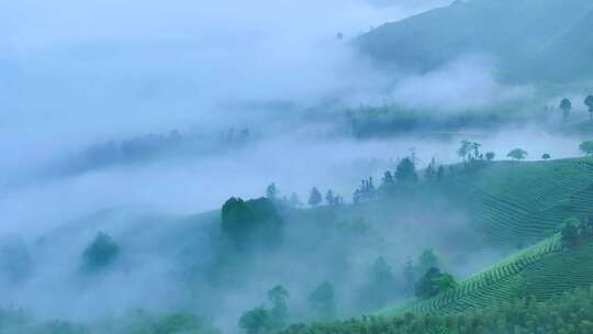 航拍茶山清晨云雾云雾茶生长环境宣传片视频素材模板下载