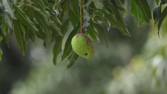 夏天芒果挂在枝头上