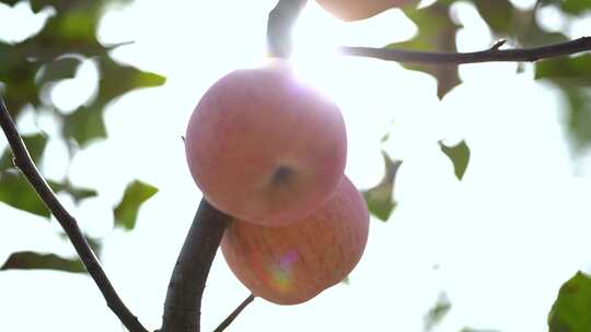 苹果收获 苹果采摘