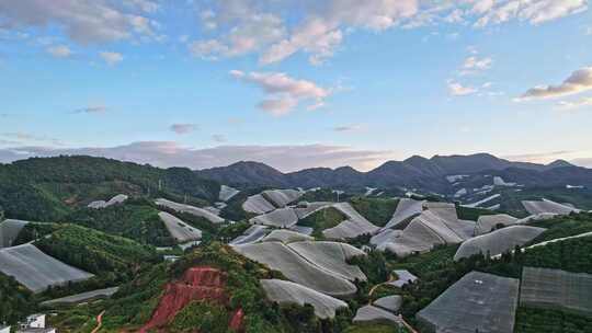 江西赣州赣南寻乌县脐橙种植基地航拍